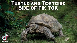 Turtle AND Tortoise Side of Tik Tok