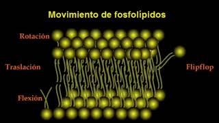 adn-dna.net 0    Movimiento fosfolípidos de la membrana