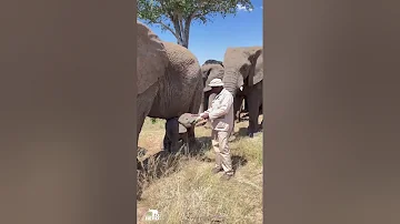 Baby Elephant Phabeni Drinks His Milk Bottle Surrounded by the Whole Herd