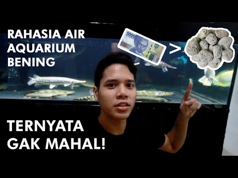 Tips Air Aquarium Bening Tapi Budget Dibawah 50.000? Bisa!