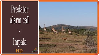 Predator Alarm Call - Impala