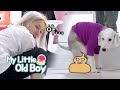 Super Junior’s Heechul Has Quite The Frustrating And Hilarious Time Cleaning Up After Shindong’s Dogs