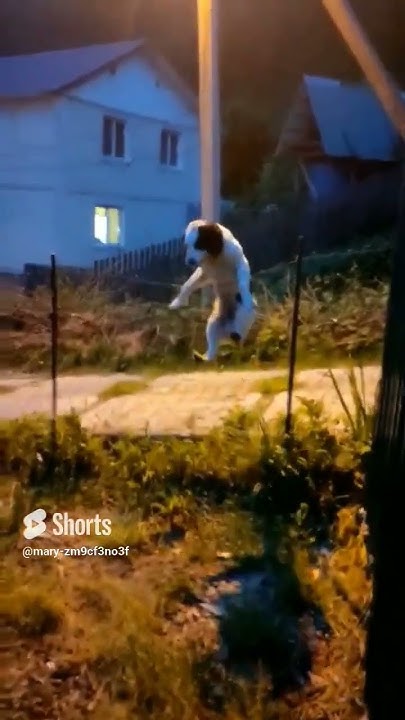собака- акробат #dog# - YouTube