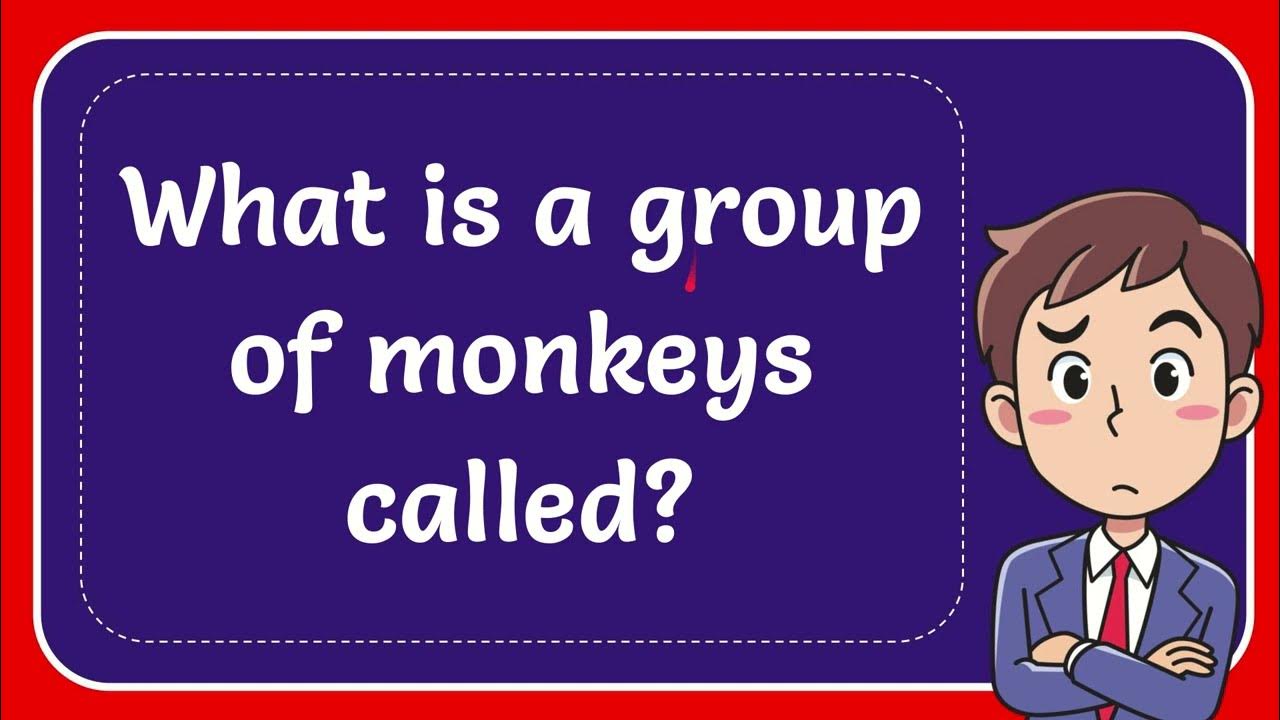 What is a group of monkeys called? YouTube