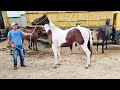 FEIRA DE CAVALOS EM CARUARU-PE TEM ANIMAIS DE LUXO E COM PREÇO BOM.  09-05-23 #nordeste