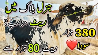 Nothern Bypass Mandi Latest Rates Update | 380K Me Soda | Cow Mandi 2024