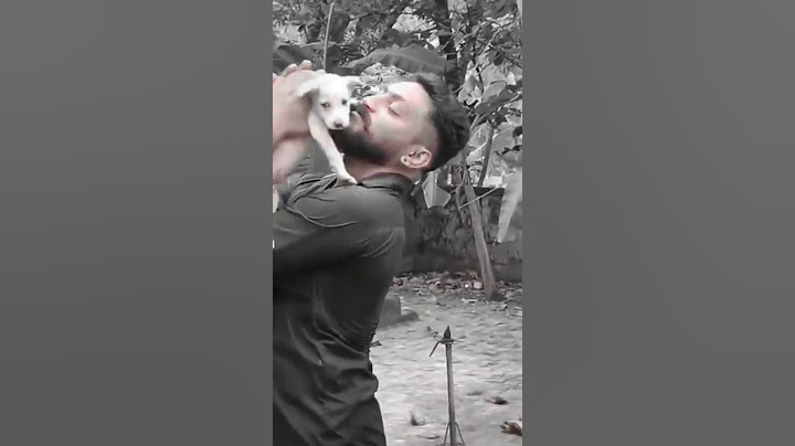 ടോമി കുട്ടൻ.  പഴയ ഓർമ്മകളിലേക്ക്..  ദയവുചെയ്ത് ആരും ഇവറ്റകളെ തെരുവിൽ ഉപേക്ഷിക്കരുത്😔#shorts