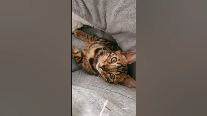 Watch the video about Beautiful baby bengal 🐆😻 #bengal #cat #kitten #cute #monaco