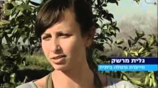 דני וגלית - גרנולה ועוגיות בעבודת יד
