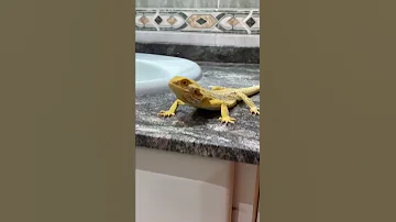 ¿Puede mi dragón barbudo nadar en la bañera?