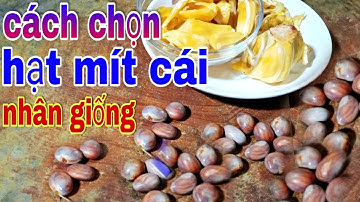 Mẹo chọn hạt mít cái-để trồng👉phân biệt hạt mít đực-cái cực hay/nhanh cho thu quả