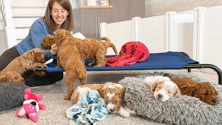 7 Goldendoodle Puppies Fall Asleep During Training