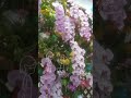 フラワーパークに行ったら徳永英明さんの「七色の花」が頭の中から流れてきた