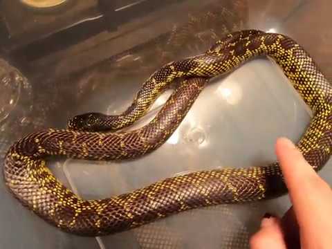 video phone beyonce mp3 The Desert Kingsnake.