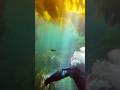 From the first minute to the last #scubadiving #youtubeshorts #divevolk #uwacam #explore