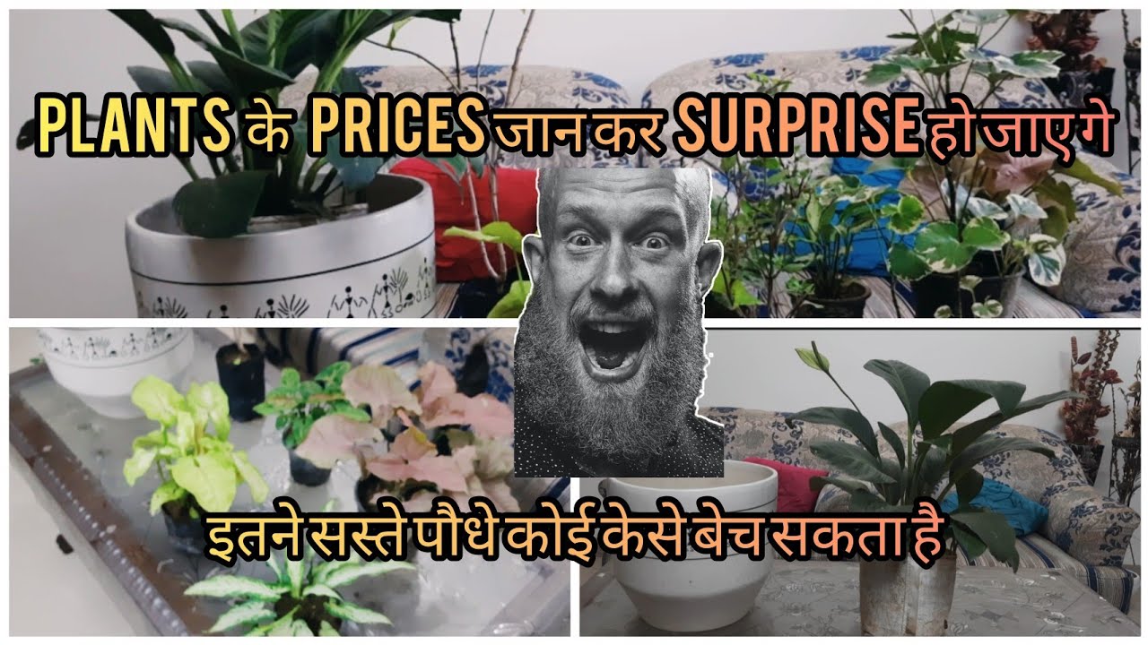 Best Plants Shopping Experience at Shri Nursery in Faridabad YouTube