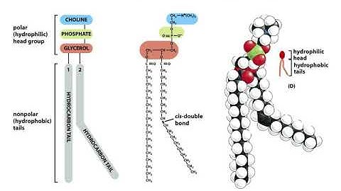 Ch11 membrane structure