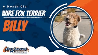 Wire Fox Terrier Off leash Training / Best Dog Trainer / Reno, NV