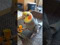 Cockatiel Sounds Like An Alarm 🚨 #cockatiel #parrot #yumyumthetiel #bird