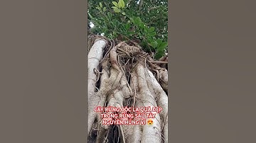 CÂY RỪNG ĐỘC LẠ QUÁ ĐẸP TRONG RỪNG SÂU TÂY NGUYÊN HÙNG VĨ ĐẮK LẮK.