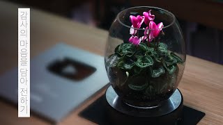 [ENG] 감사의 마음을 전하기 | 시클라멘 테라리움 | 물멍 | MulMung | Deliver with gratitude | Cyclamen Terrarium | MulMung