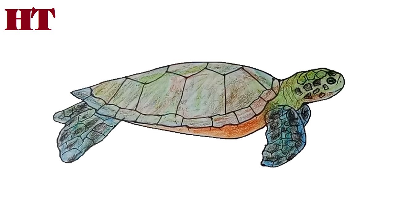 green sea turtle drawing