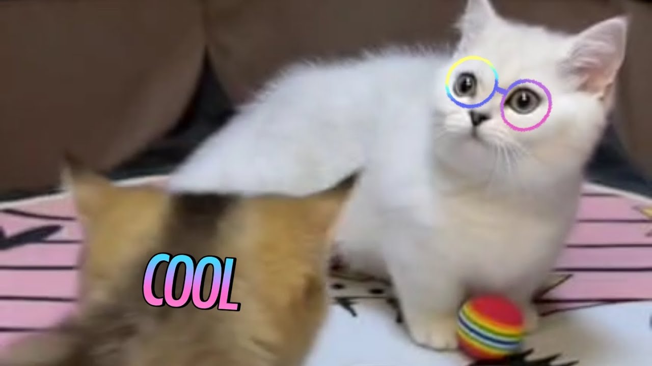 Angel Kitten can play football very well, and it also wants to play in