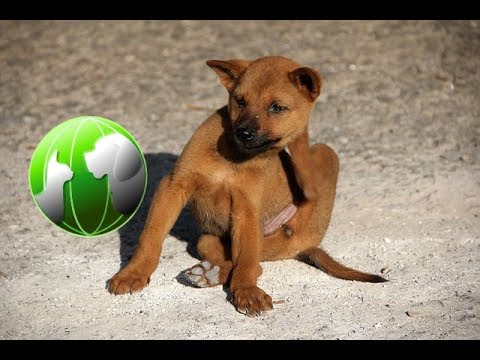 Video: A Vet Nomi 10 razze di cani viventi più lunghi