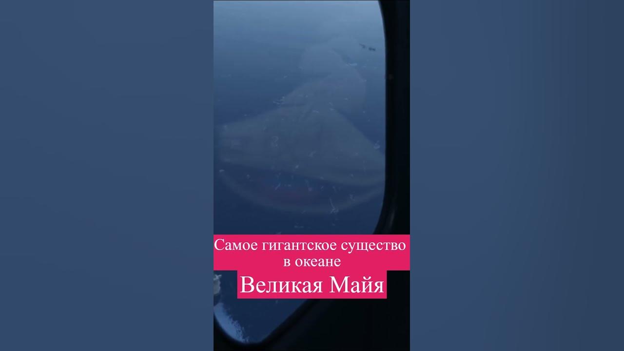 Великая Майя El Gran Majá ТАЛАССОФОБИЯ #shorts #океан #монстры - YouTube