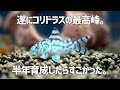 誰もが憧れる至高のコリドラスを遂に購入。半年後の姿が神々しすぎた。コリドラスゼブリーナ #527【アクアリウム】