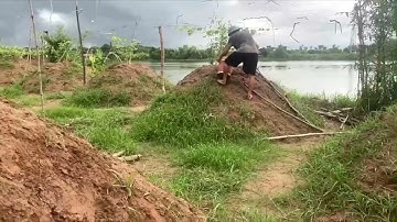 Kỹ thuật trồng và chăm sóc cây Sắn Dây cho năng suất tốt