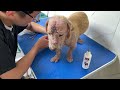 2021-7-29 Stray dogs rescue in Wuhan China 浮肿的狗狗在医院治疗第四天，今天给它洗药浴它疼的直发抖。