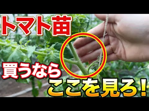 トマト出品です。 他の方のご購入は御遠慮ください 紅旬（こうしゅん） | 品目,トマト | 自然のタネ | 有機農業