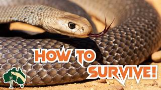 Everything You Need To Know About Venomous Snakes! | Venom Diaries