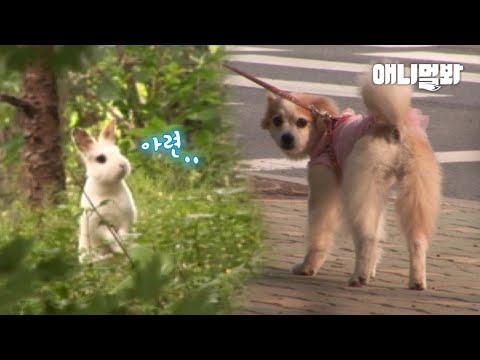 Rabbit Madly In Love With Dog