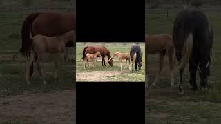 7 day old Friesian horse filly Mathilde for the first time at the inside arena, so cute....
