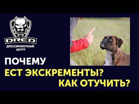 Видео: Изяждане на фекалии (копрофагия) при кучета