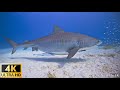 Our Planet | Animals Of Ocean 4K: Shark (4K ULTRA HD) - Scenic Relaxation Film With Calming Music