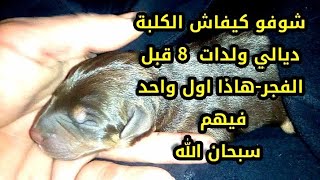 شوفو كيفاش ولدت الكلبة ديالي -How dogs give birth