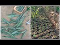 Nursery mein snake plant kaise lagaye//नर्सरी में स्नेक प्लांट कैसे लगाए।