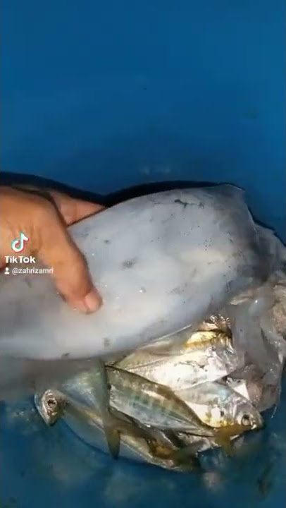 memancing...di ah Fatt kelong fishing resort #shorts #tiktok