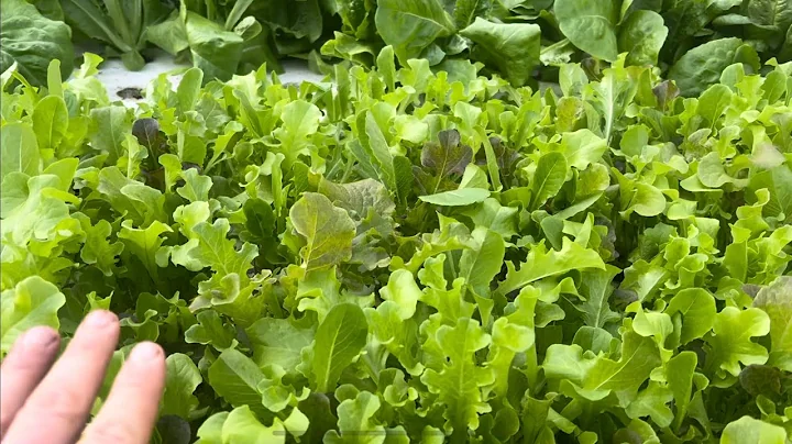Grow hydroponic baby lettuce in 2 weeks!