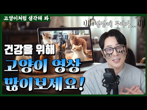 스트레스 받을때 고양이 영상이 땡기는 과학적 이유