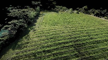 UAV Vineyard 3D point cloud demo