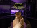 Cuando el cliente responde OK #serviciotecnico #humor #pcgaming
