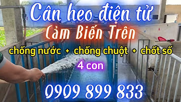Cân heo điện tử TỐT NHẤT - 0909899833 - CÂN HEO CẢM BIẾN TRÊN - chống nước - chống chuột - chốt số