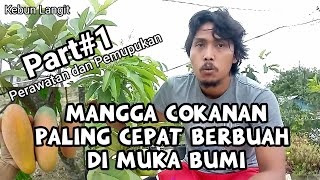 Mangga Chokanan Paling  Cepat Berbuah Di Pot / Tabulampot Mangga Part#1