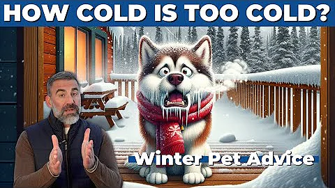 Winter is Dangerous for Dogs - Signs Your Pet Needs to Come Inside