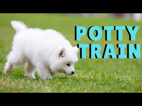 Vidéo: Le nouveau type de friandises pour chiens Samoyeds Go Nuts For