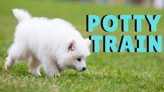 Potty Train A Puppy | Samoyed Potty Training
